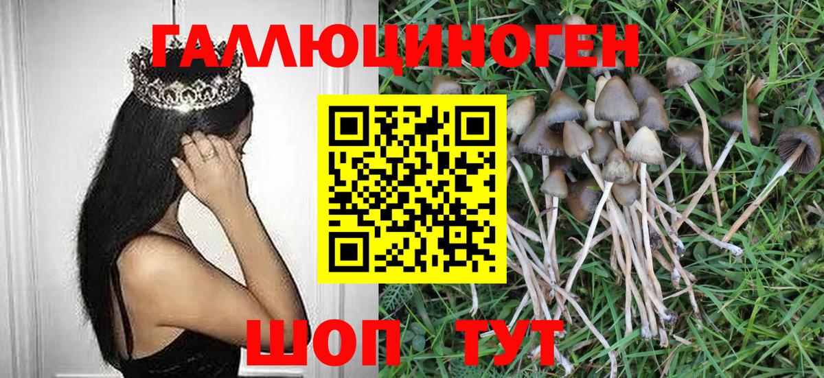 Псилоцибиновые грибы Psilocybe Ирбит